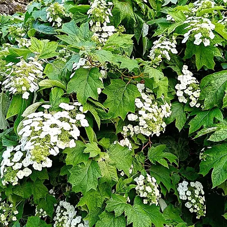 Alojamento de Acomodação e Pequeno-almoço Un Jardin Secret Yzeron