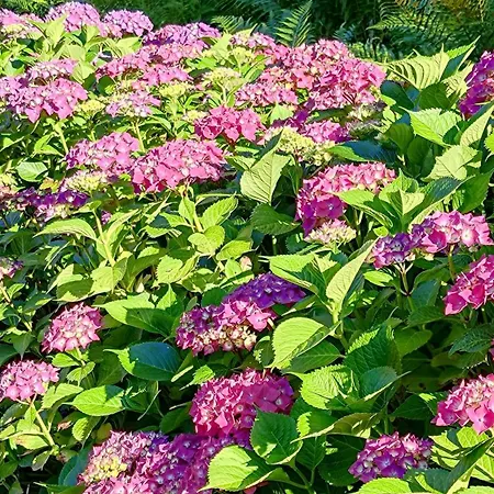 Un Jardin Secret