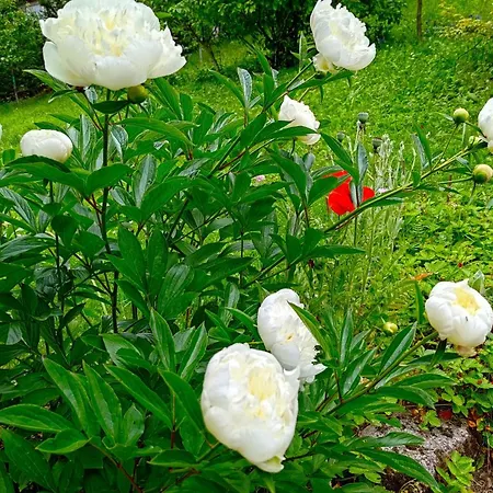 Alojamento de Acomodação e Pequeno-almoço Un Jardin Secret 3*
