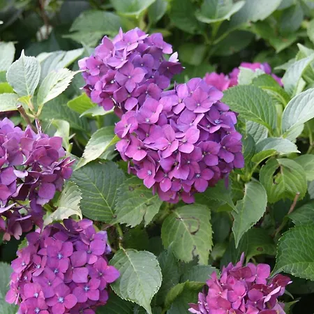 Un Jardin Secret